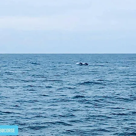 Duplex Vue Exceptionnelle En Corse Du Sud Proche - Le 180corse * 콩카